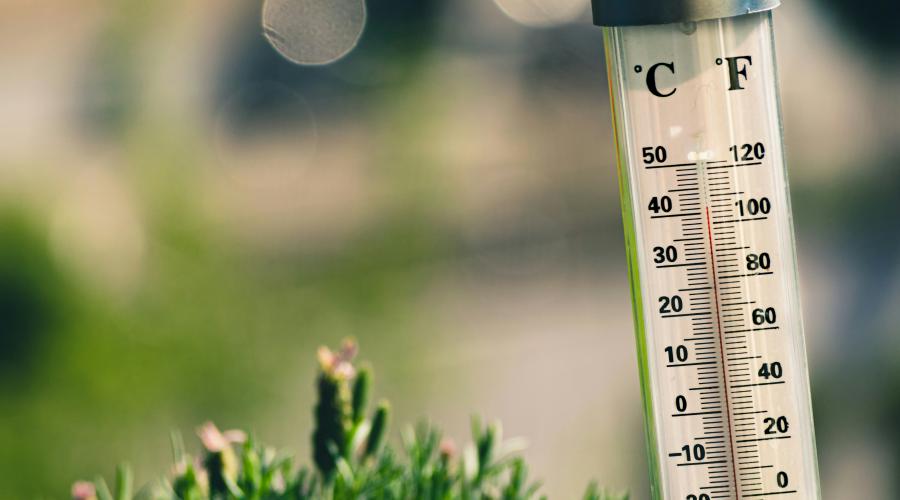 Canicule : ce qu'il faut faire (et éviter) pour protéger la nature