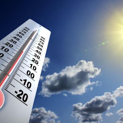 Canicule et Nature : Quel Impact sur la Faune et la Flore ?